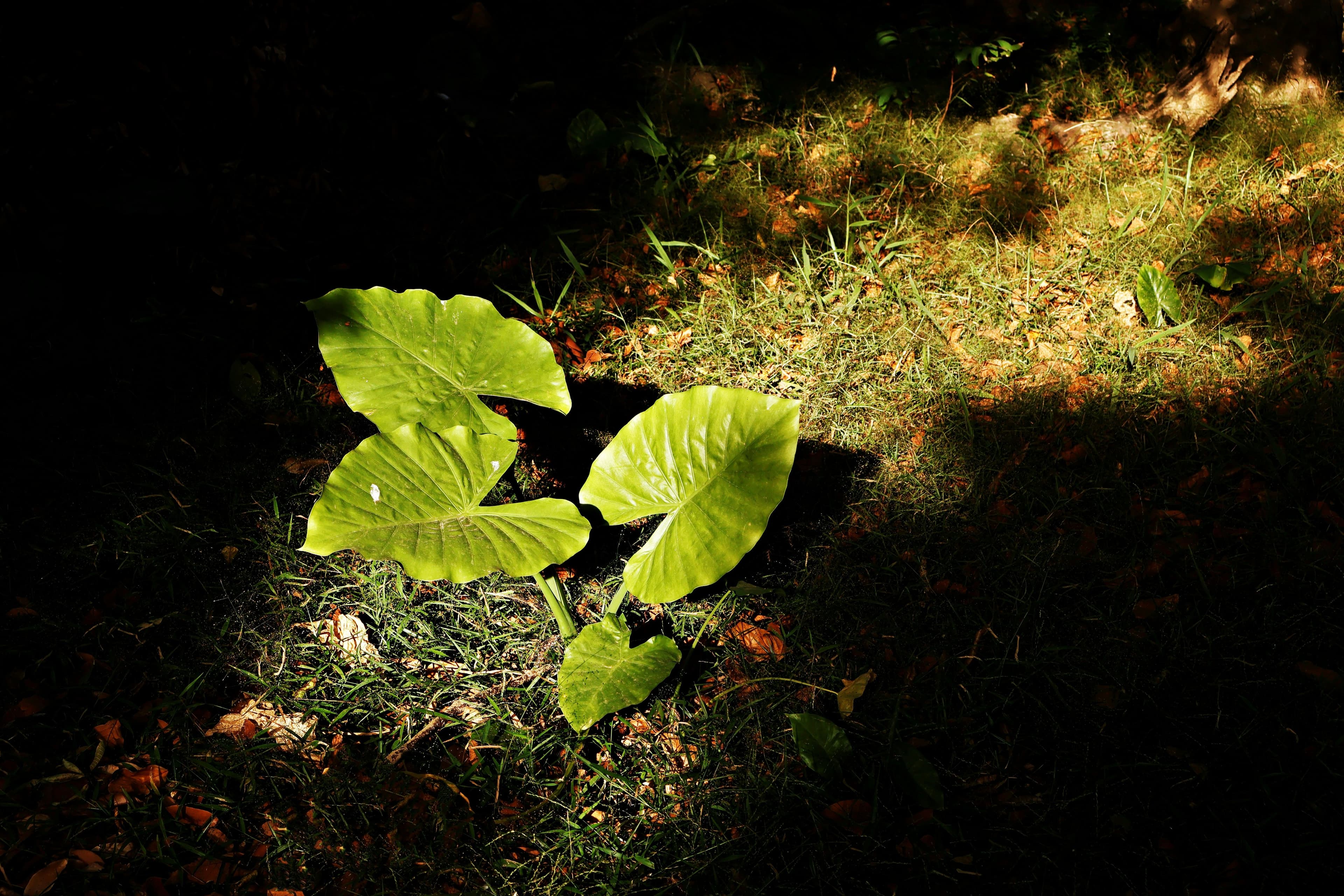 Indoor plants receiving filtered natural light near a window