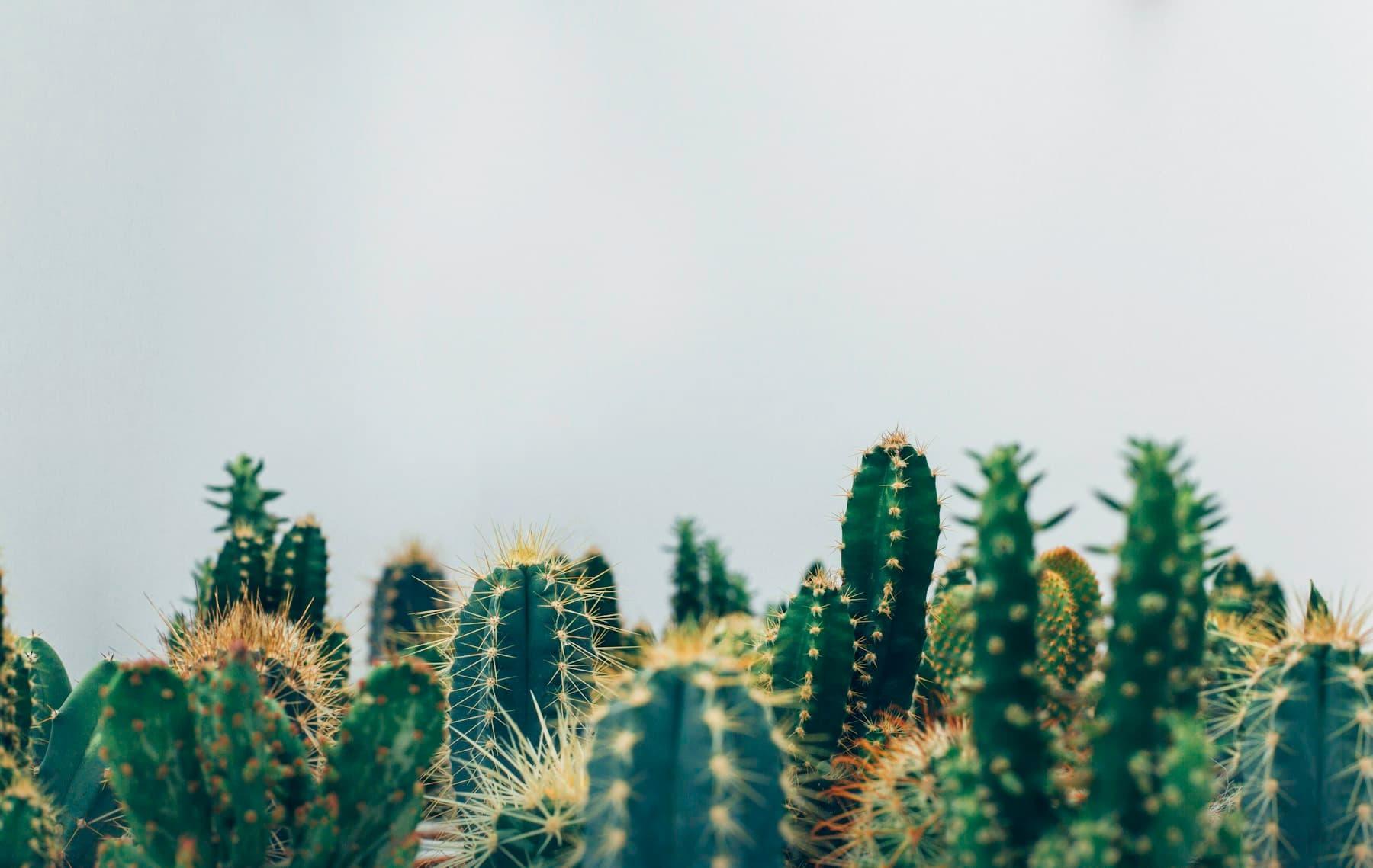 Mature plants arranged within a light-filled nursery