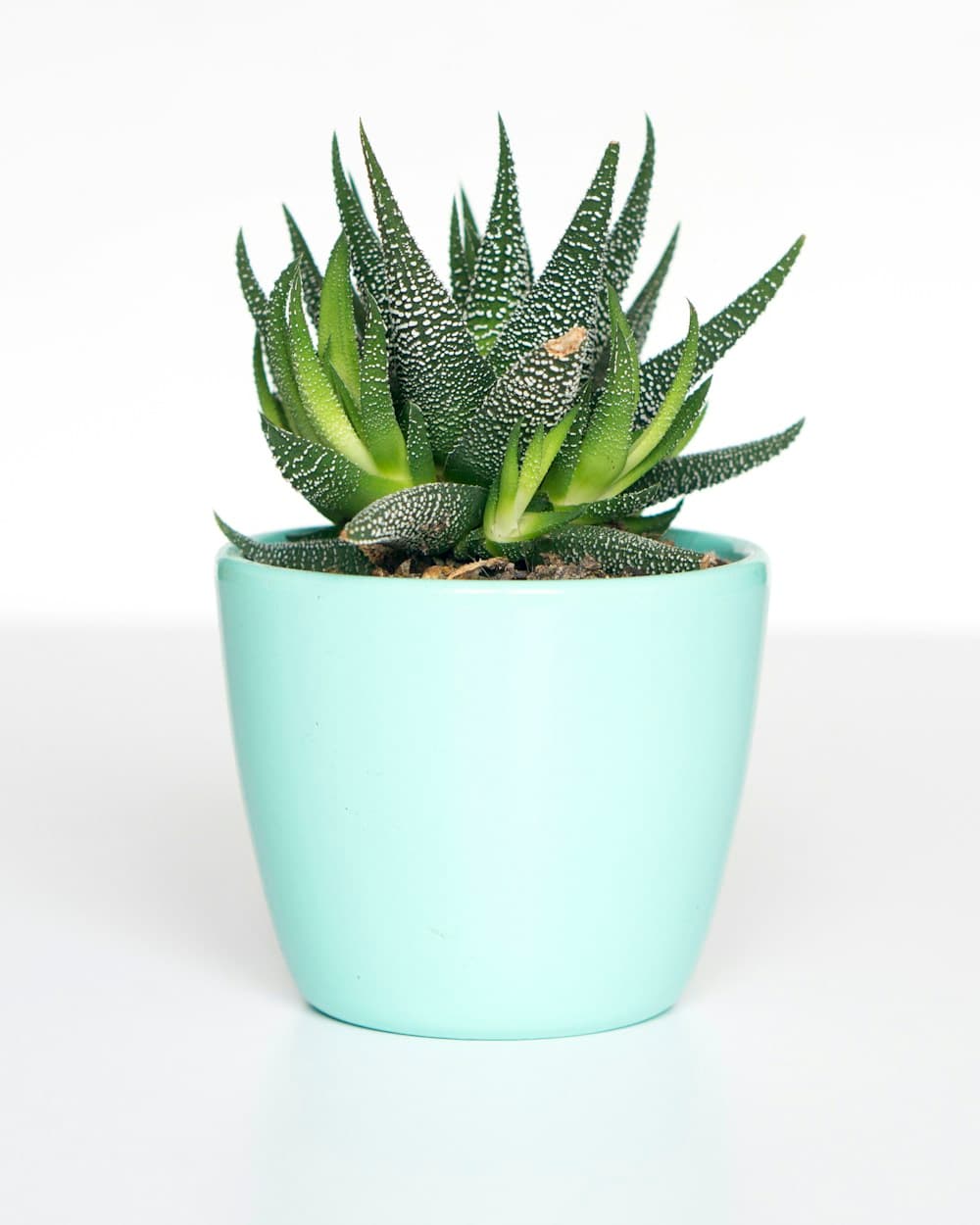Expressive tropical foliage arranged in sculptural planters