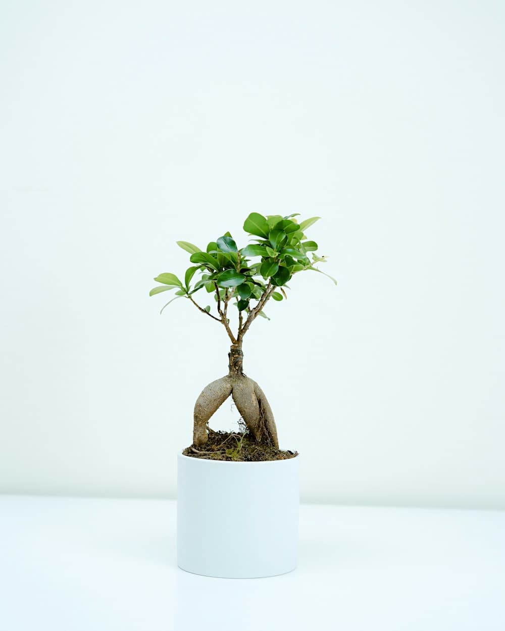 A curated collection of green plants
