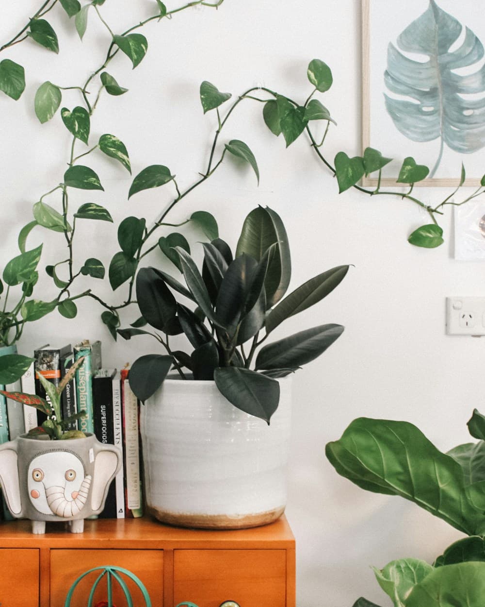 A calm interior arranged with mature green houseplants