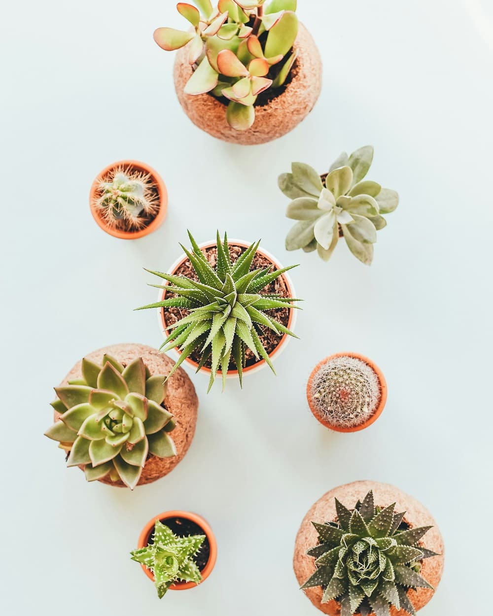 A grouped collection of sculptural succulents and cacti