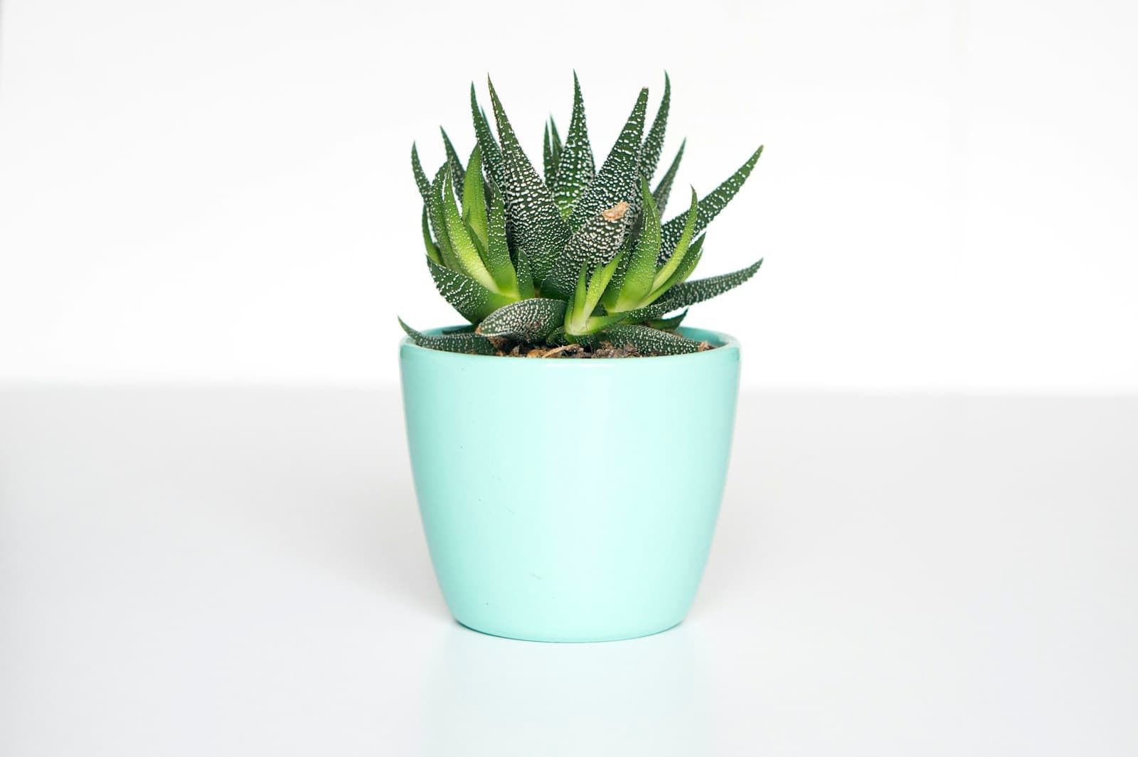 A compact plant displayed against a quiet neutral background