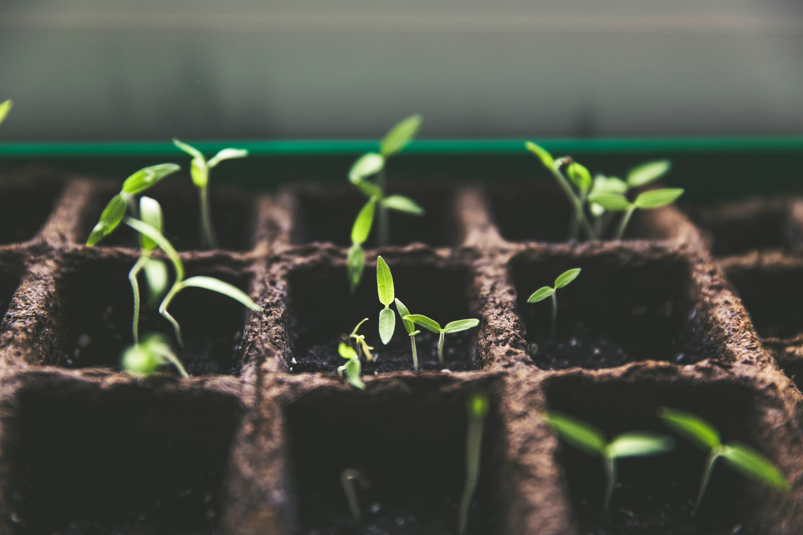 Rows of young plants growing in greenhouse seedling trays