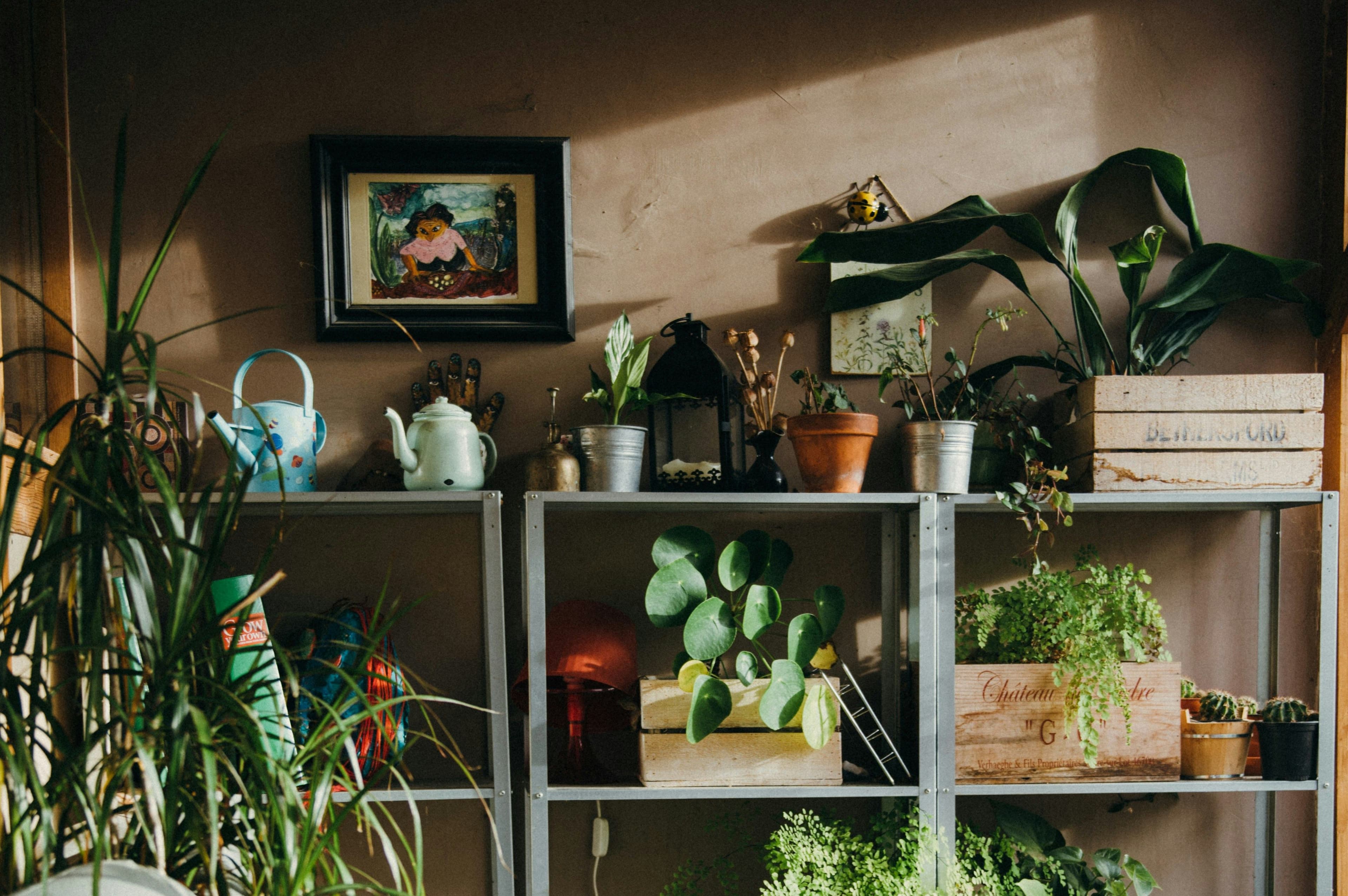 Plant care tools arranged beside healthy green foliage